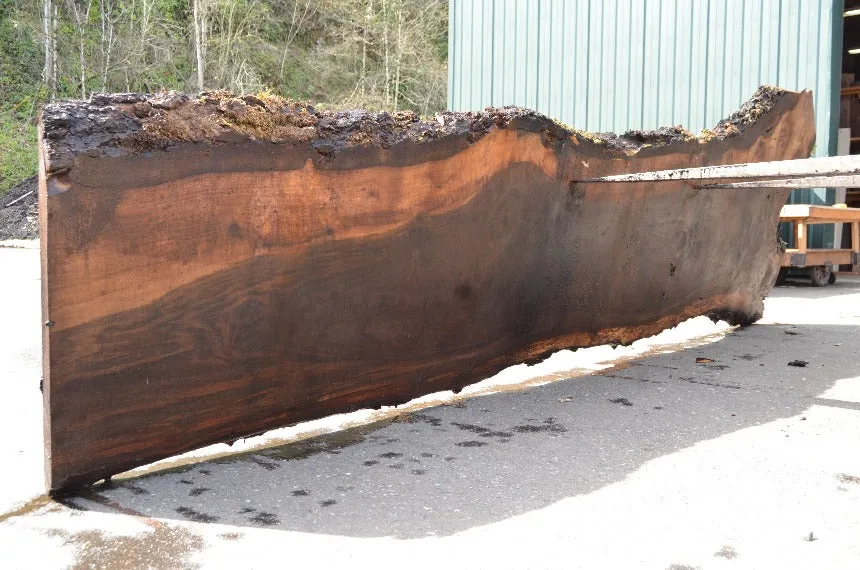 Oregon Black Walnut Slab 032322-09